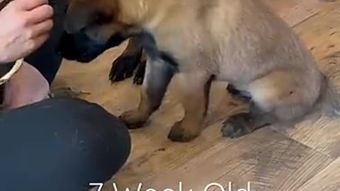 Trending: Puppy Training 7 Weeks Old #smartdog #doglife #puppytraining