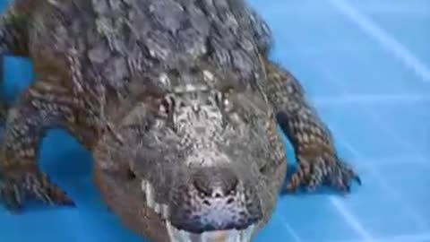 How To Wrestle An Alligator