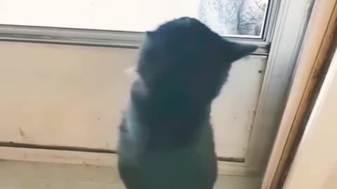 Funny Animals 2025 😂