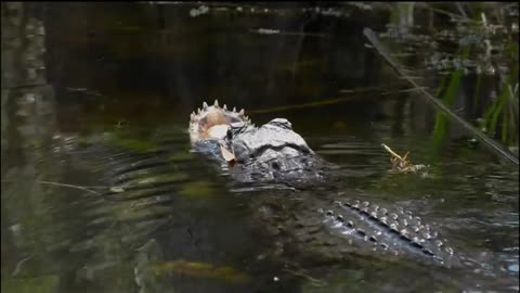 Gator with no upper jaw