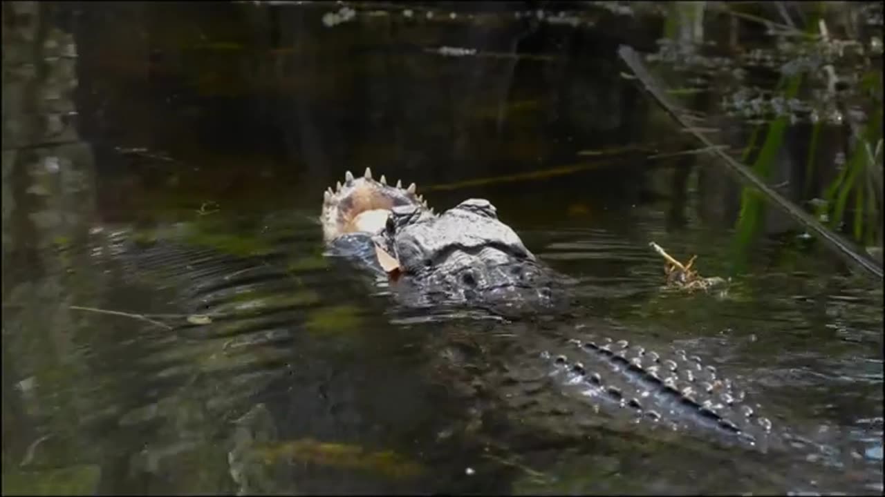 Gator with no upper jaw
