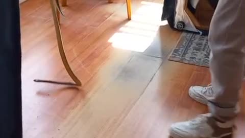 A snake handler removes a Cape Cobra from a couch inside a Strandfontein home.
