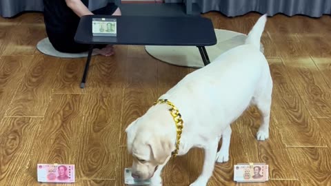 财迷狗子，金钱挑战 Money obsessed dogs, money challenges