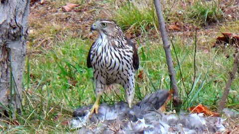 Cooper's Hawk