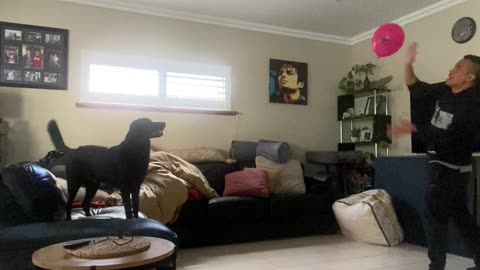 Playing Balloon Tennis With The Dog