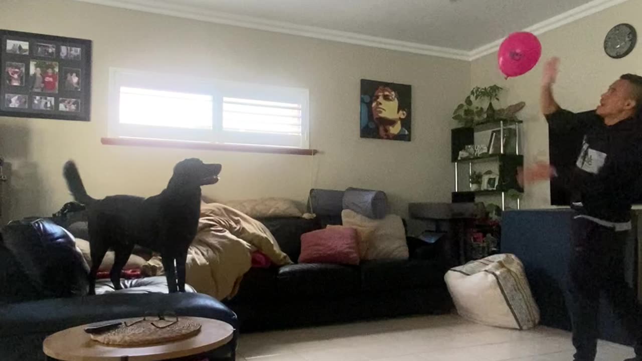 Playing Balloon Tennis With The Dog