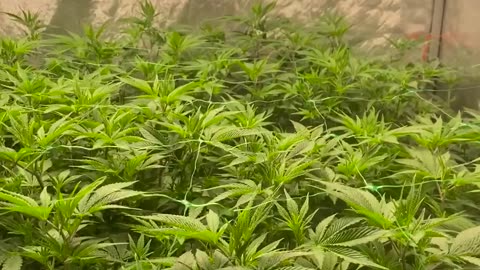 Flipping To Flower