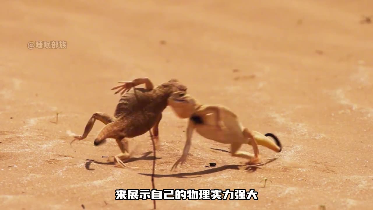 wild life blogging video