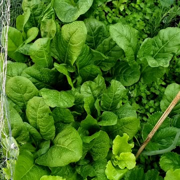 Successful self-seeding early summer vegetable garden, June 28 2025