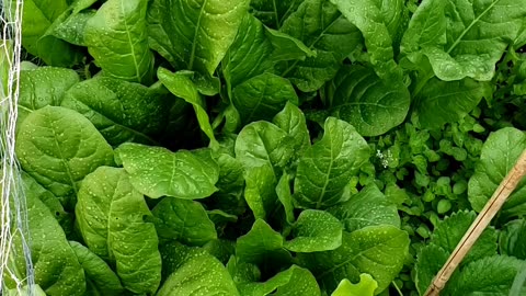 Successful self-seeding early summer vegetable garden, June 28 2025