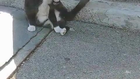 😂🔍 This Cat's Got the Answer! | FunFM