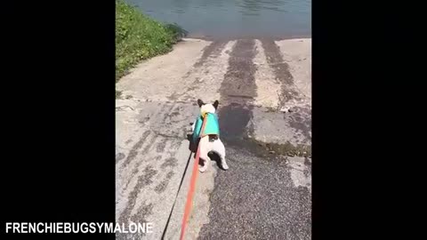 Beach Day Gone Wild! Dogs Discover the Ocean 😂🐶🌊