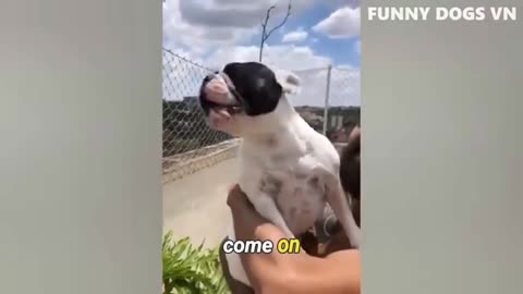 Dog's Hilarious Photo Fail & Sleepy Tongue Moment