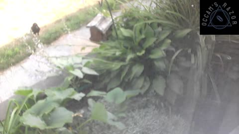 Butch the Sunflower