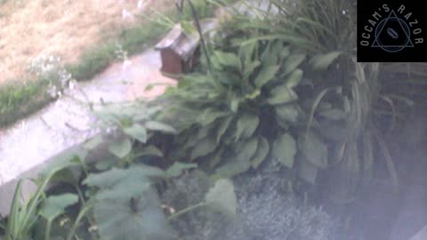 Butch the Sunflower