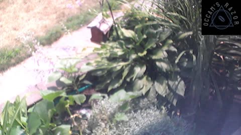 Butch the Sunflower