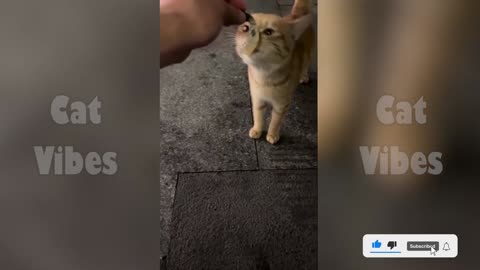 Funny Cat PART8