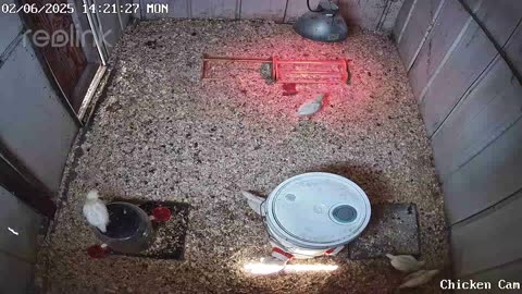 Millar Time Chicken Cam