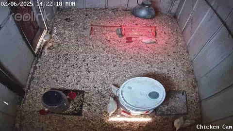 Millar Time Chicken Cam