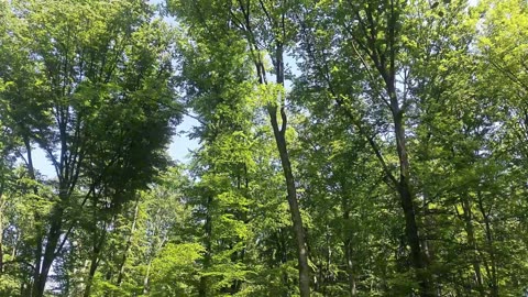 Forest Ambience | Soothing Wind & Birds | Gentle Sunny Nature Sounds