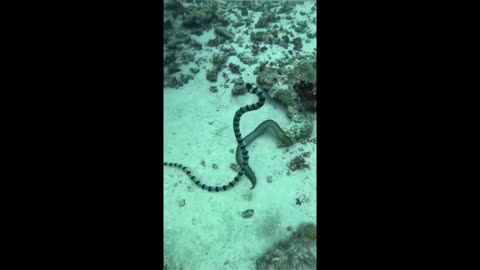 Guess it was too big for the snake to eat luckily for the Moray eel.