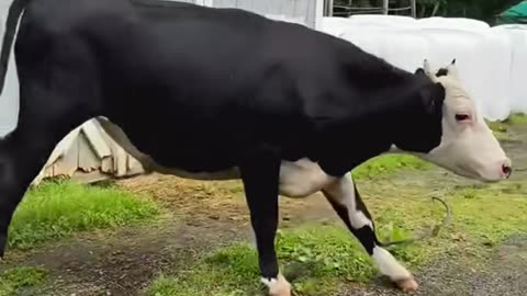Dancing funny cows😄😄😄