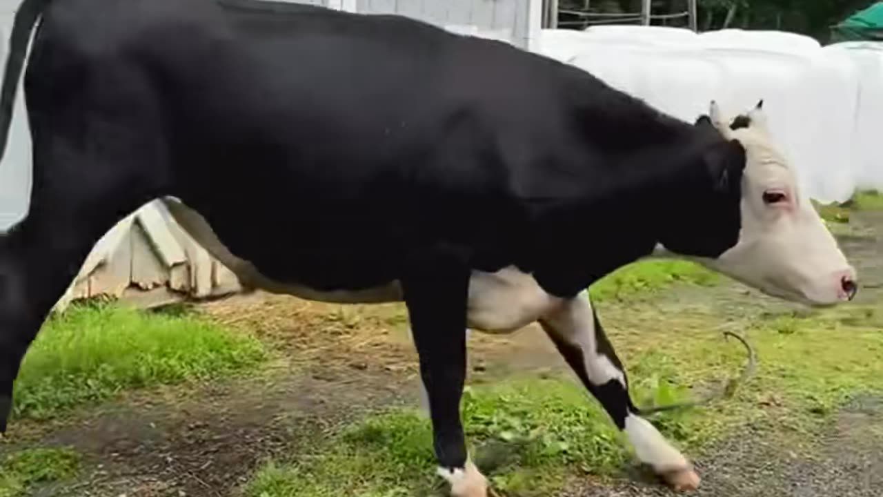 Dancing funny cows😄😄😄