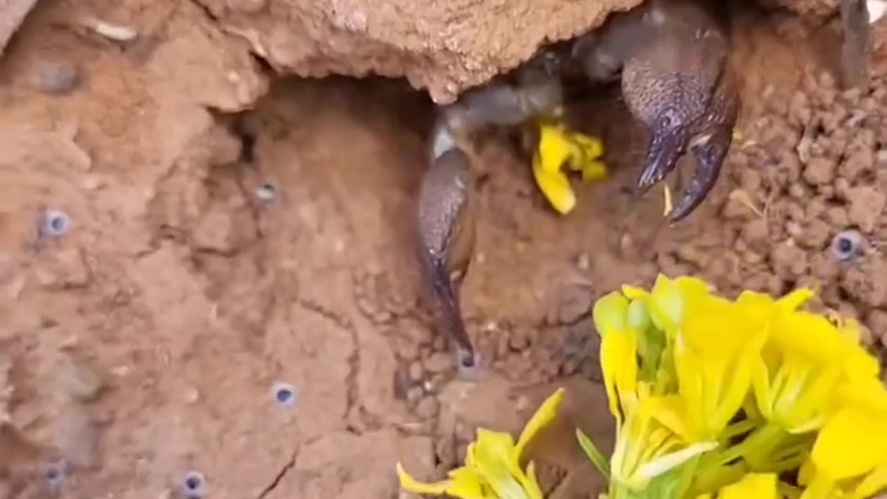 Scorpion hunting in Morocco