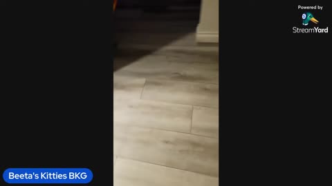 07/14/25 Beeta's Kitties VOD: "Only one for me"