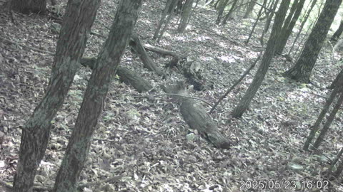 Brown Bear?