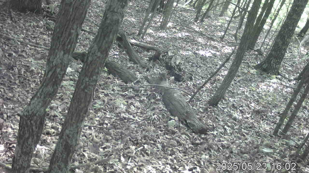 Brown Bear?