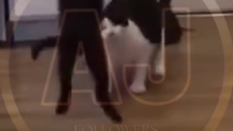 Funny animals video
