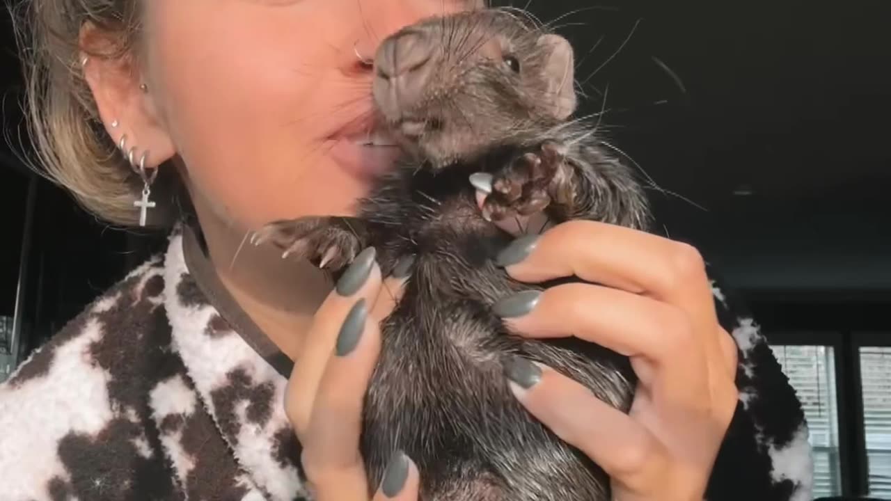 Mornings With Hazel the Baby Porcupine