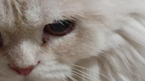 That Moment When Your Cat Realizes You Were Watching…