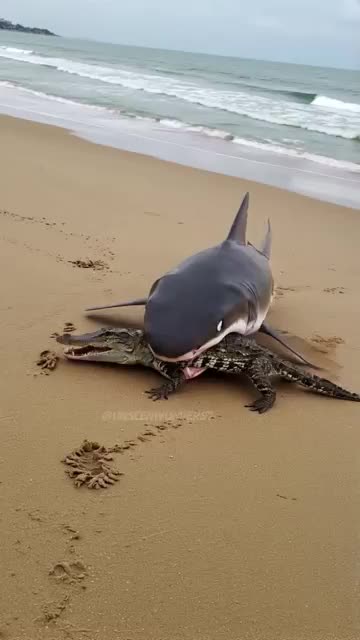 Massive Shark Springs from Ocean to Attack Crocodile on Beach!