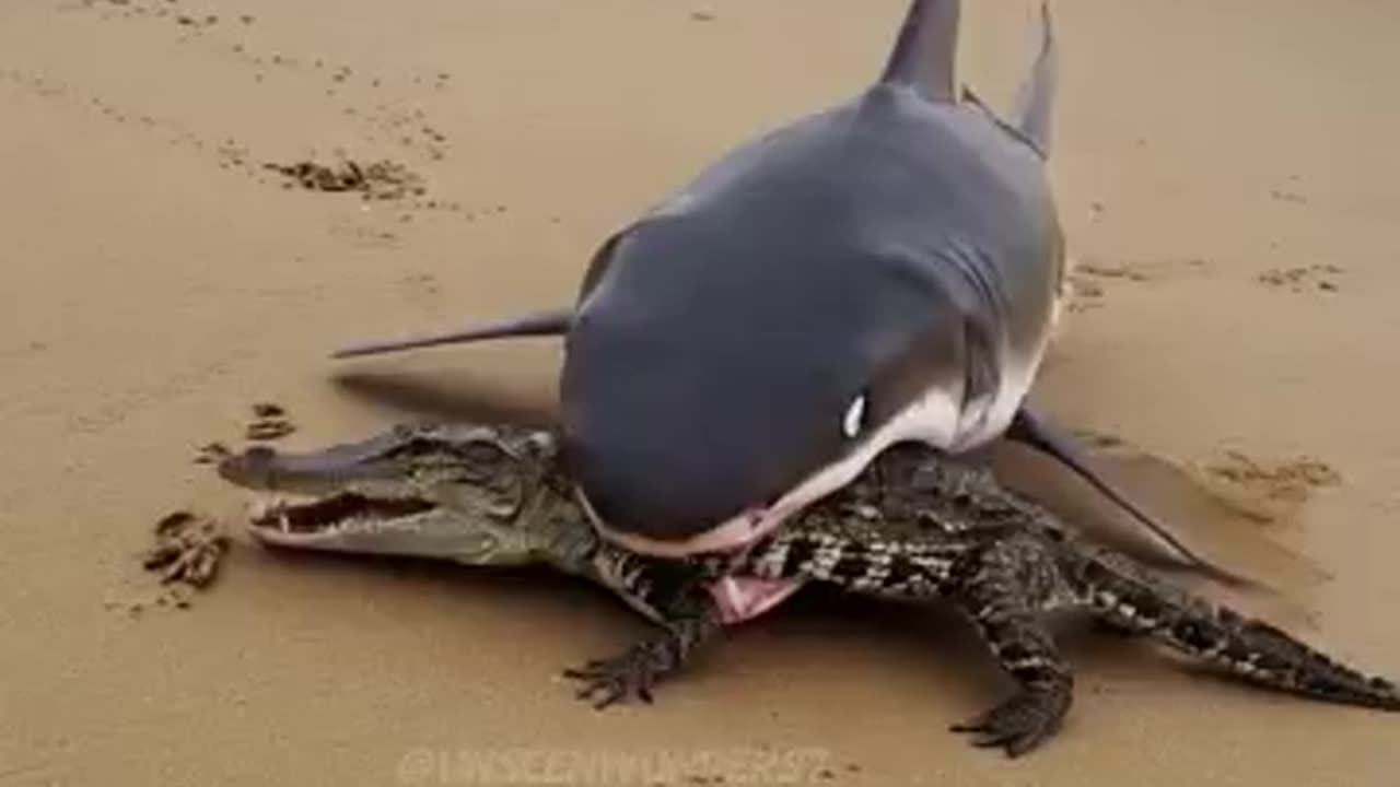 Massive Shark Springs from Ocean to Attack Crocodile on Beach!