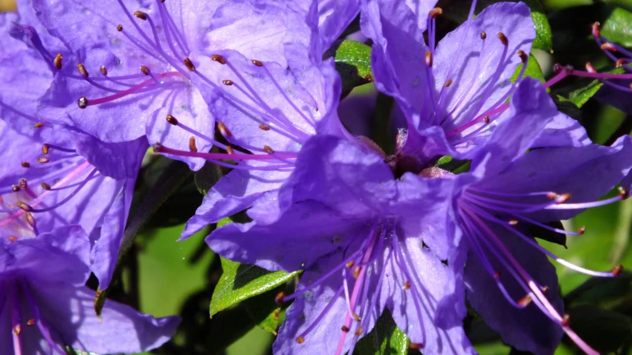 Cold-Hardy Azalea Varieties