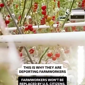 Democrat’s illegal workers will no longer be needed