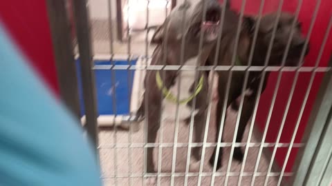 Cuteness-outside 1y A833931 Enos@gate 1y A873195 kennel 65 pod 3 PACC shelter duo played20250709_541