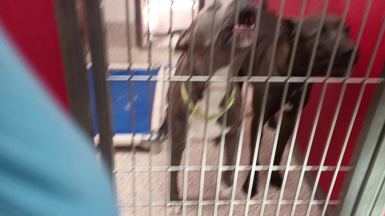 Cuteness-outside 1y A833931 Enos@gate 1y A873195 kennel 65 pod 3 PACC shelter duo played20250709_541