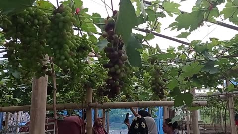 From Vine to Basket | Family Grape Harvest Experience Part 9