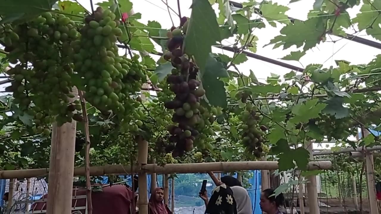 From Vine to Basket | Family Grape Harvest Experience Part 9