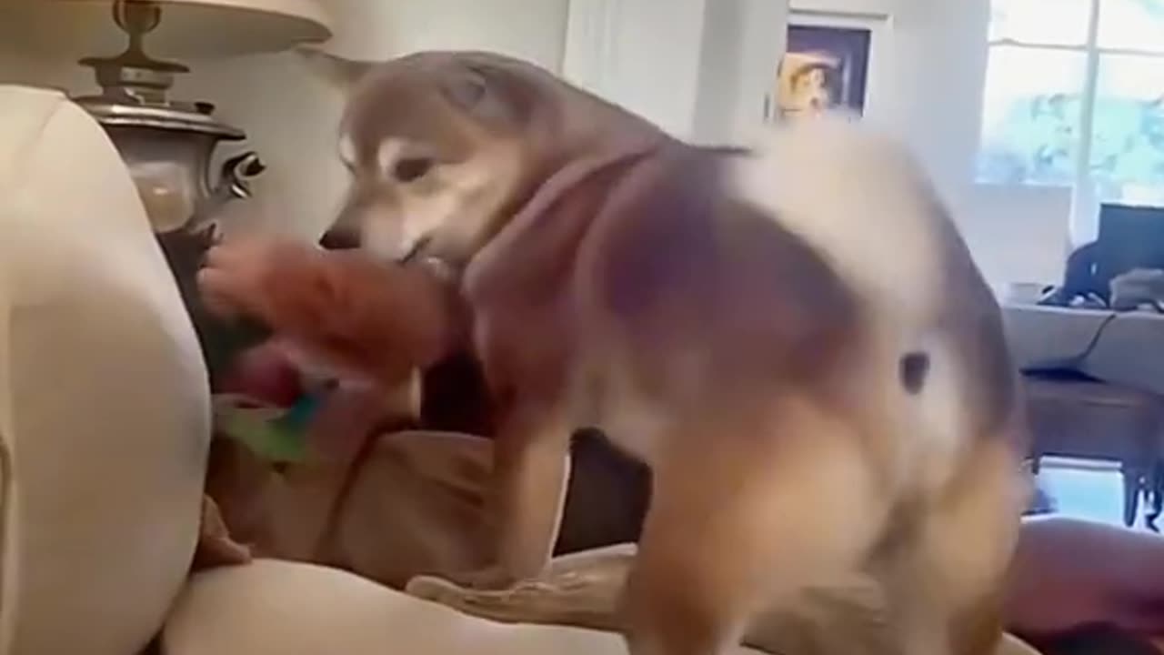 Wait for It… This Pet’s Reaction Is EPIC!