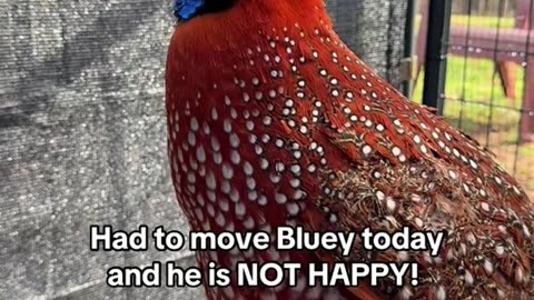 Had to move Bluey today and he is not HAPPY!