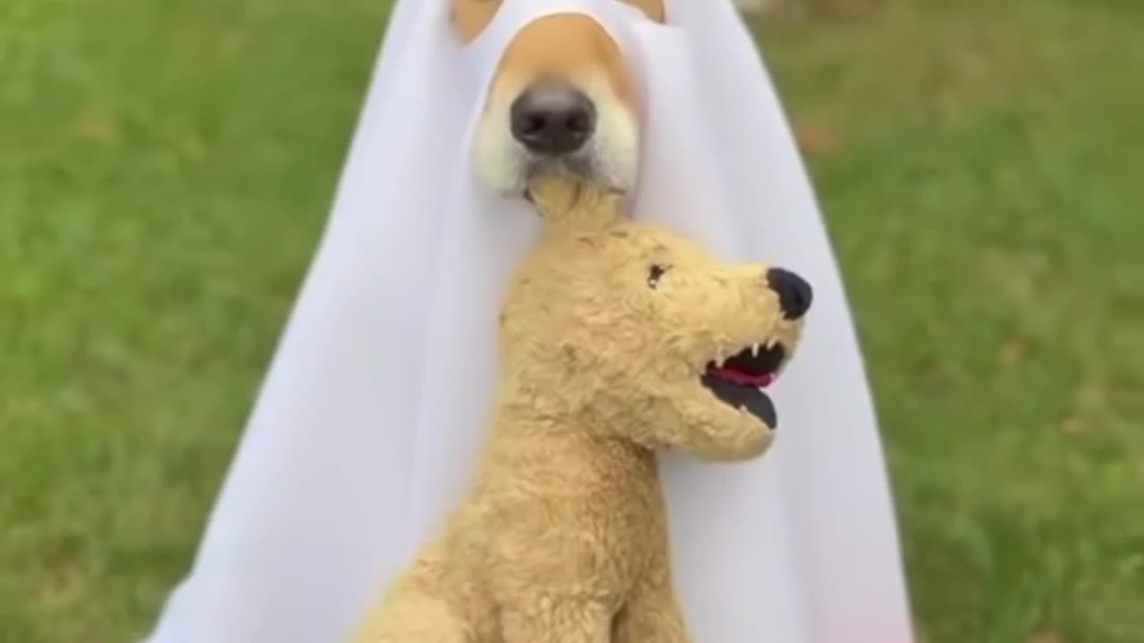 My Dog Ghost Photoshoot 👻 🐶|
