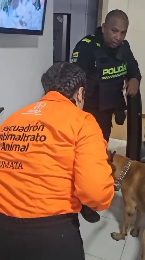 Autoridades atienden caso de maltrato animal en Cartagena