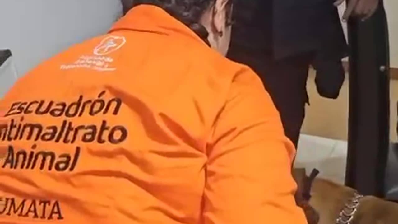 Autoridades atienden caso de maltrato animal en Cartagena
