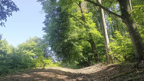 Soothing Forest Ambience with Birds Chirping – Deep Relaxation, Sleep, Meditation, 4K Loop