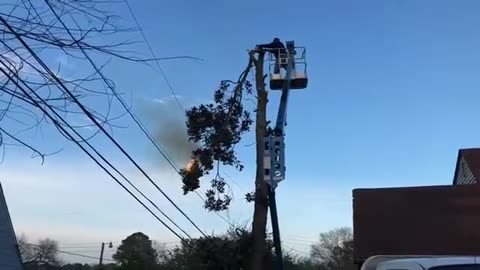 Tree catches fire when hits powerline.