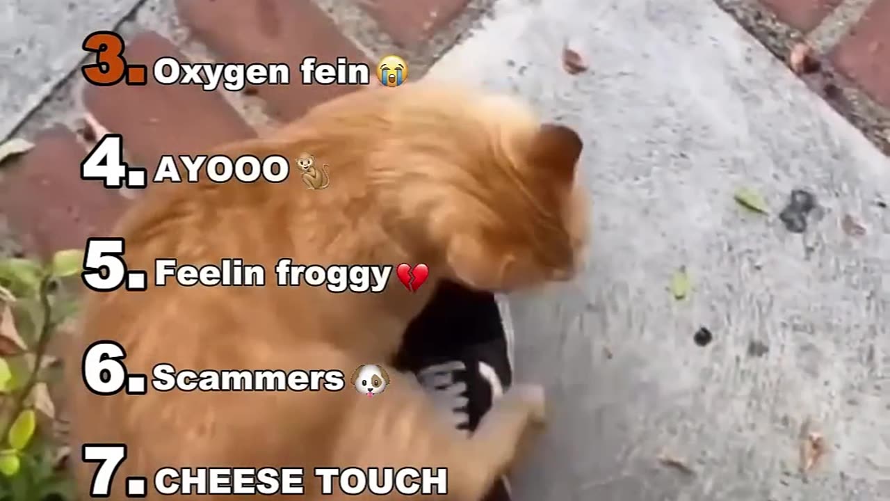 π Funny Animals Compilation πΆππ¦ β Try Not to Laugh Challenge!